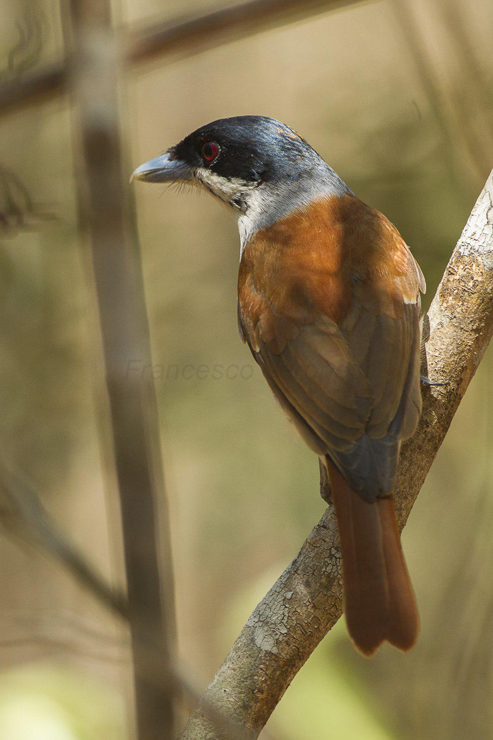 棕钩嘴鵙 / Rufous Vanga / Schetba rufa