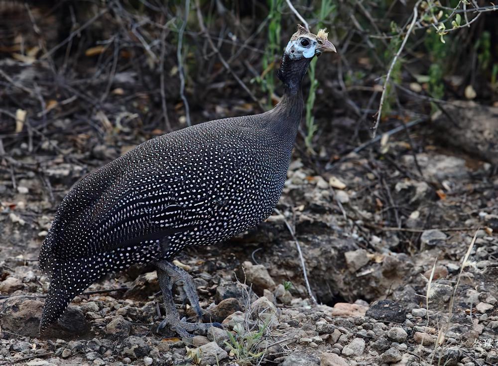 珠鸡 / Helmeted Guineafowl / Numida meleagris