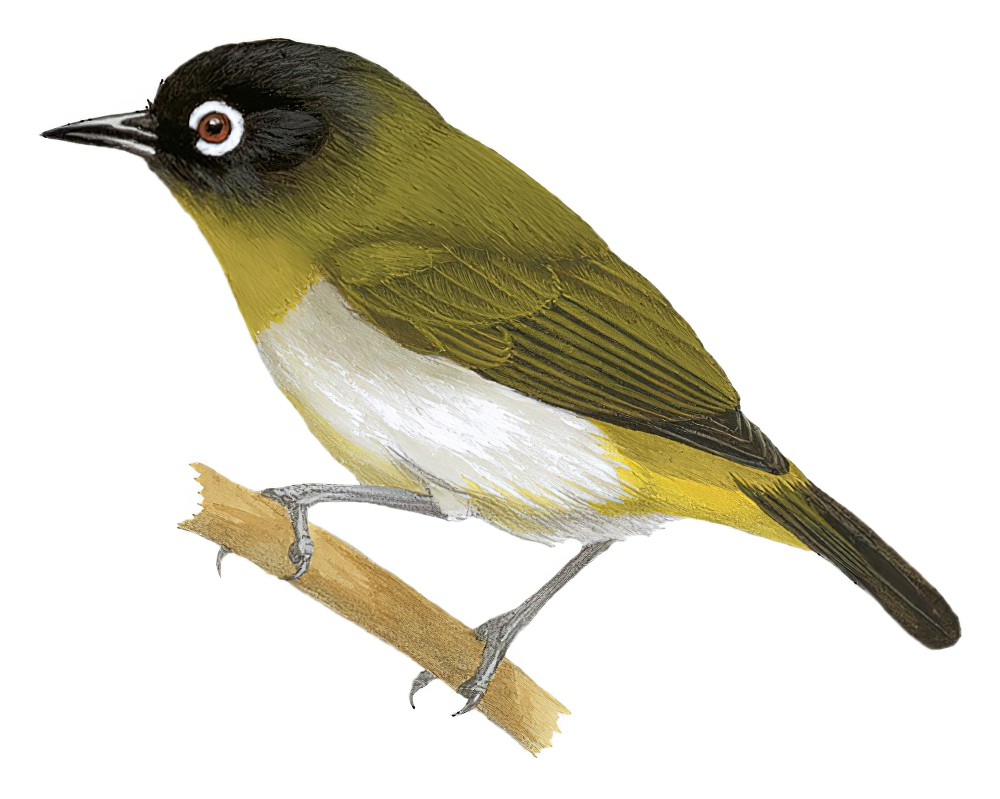 赛兰绣眼鸟 / Seram White-eye / Zosterops stalkeri