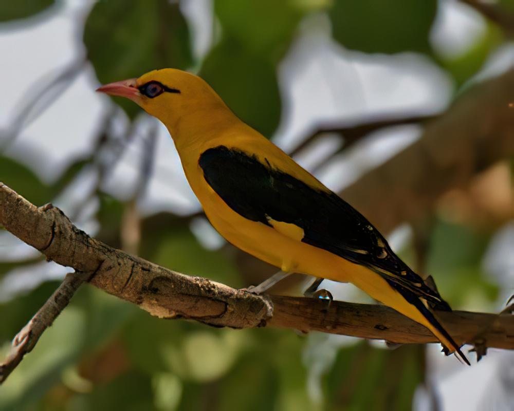 印度金黄鹂 / Indian Golden Oriole / Oriolus kundoo