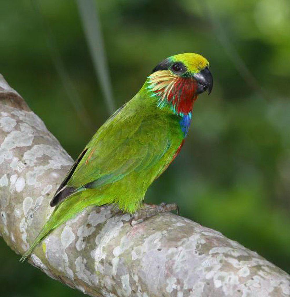 爱氏果鹦鹉 / Edwards\'s Fig Parrot / Psittaculirostris edwardsii