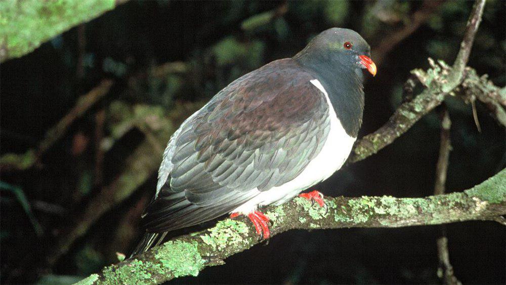 查岛鸠 / Chatham Pigeon / Hemiphaga chathamensis