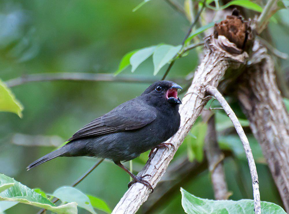 乌草雀 / Sooty Grassquit / Asemospiza fuliginosa