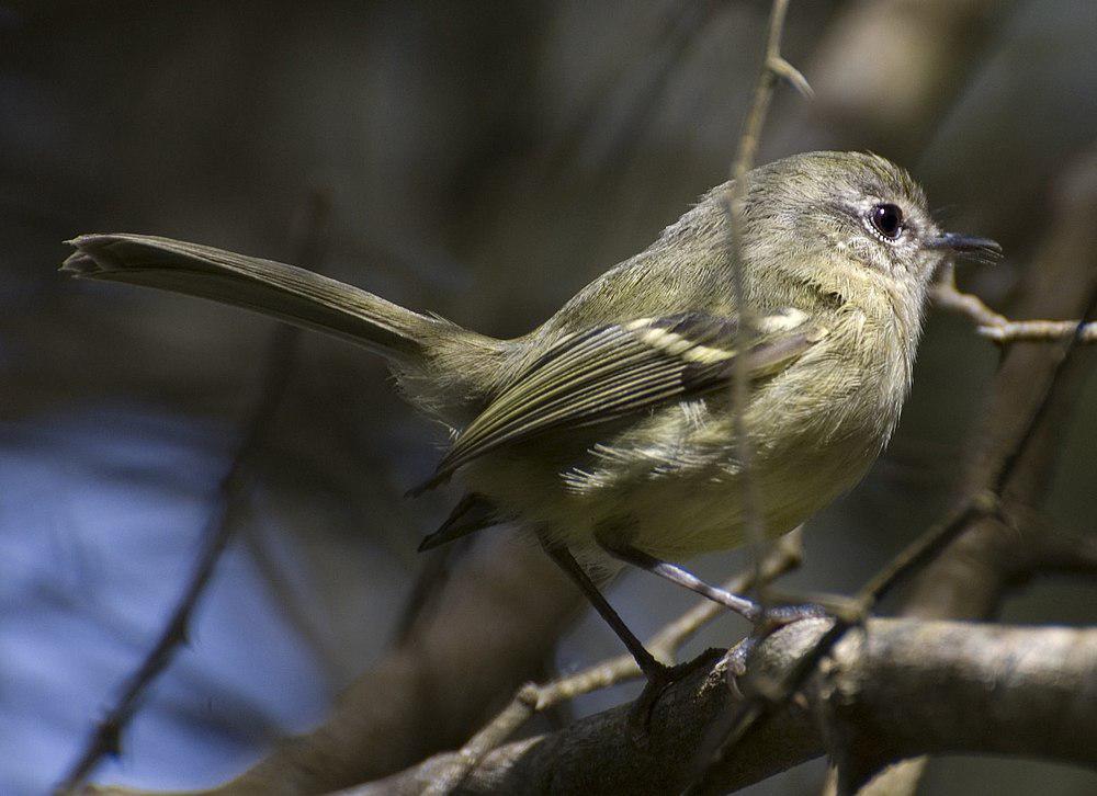 点颊姬霸鹟 / Mottle-cheeked Tyrannulet / Phylloscartes ventralis