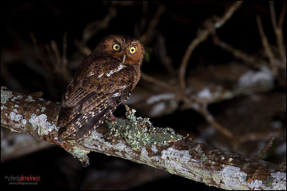 裸胫角鸮 / Bare-shanked Screech Owl / Megascops clarkii