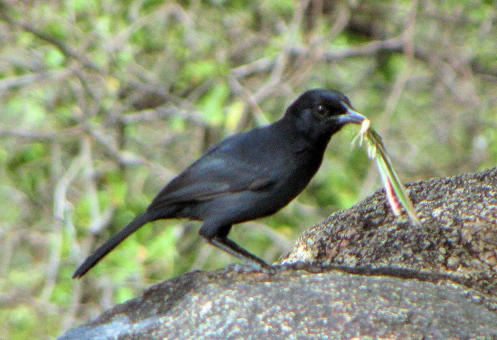 暗灰黑伯劳 / Slate-colored Boubou / Laniarius funebris