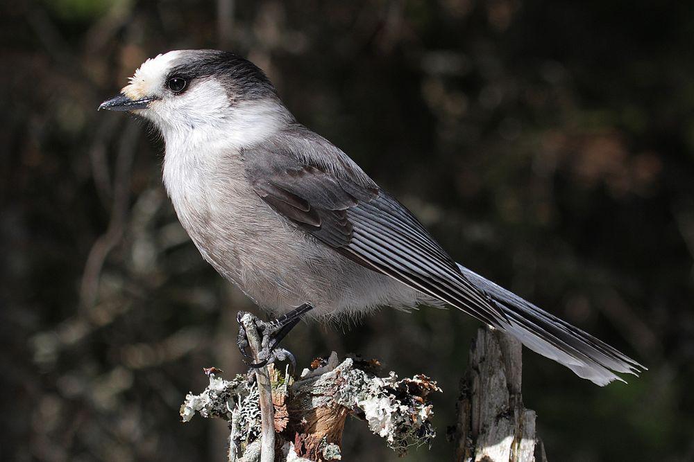 灰噪鸦 / Canada Jay / Perisoreus canadensis