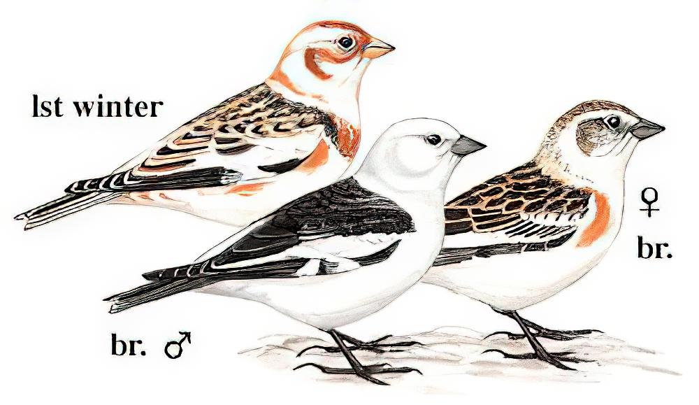 雪鹀 / Snow Bunting / Plectrophenax nivalis