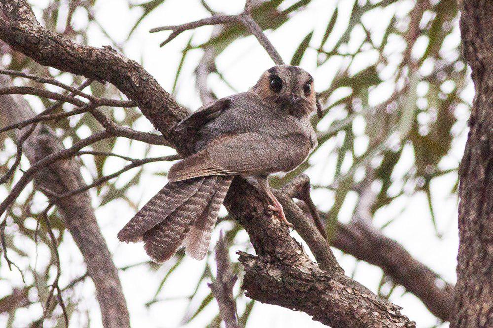 澳洲裸鼻鸱 / Australian Owlet-nightjar / Aegotheles cristatus