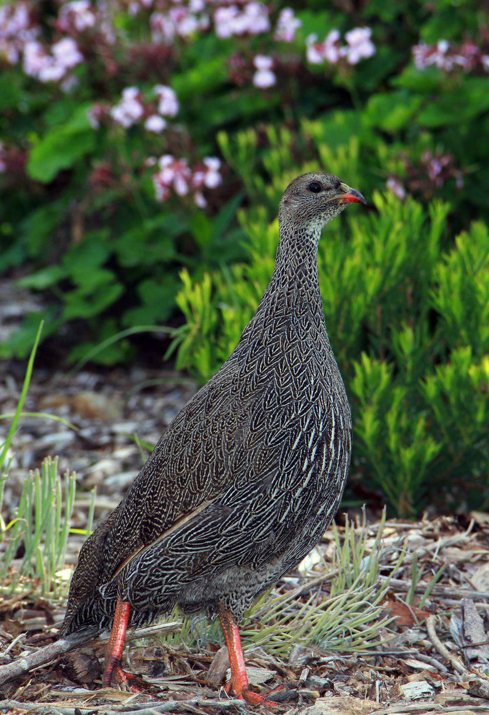 南非鹧鸪 / Cape Spurfowl / Pternistis capensis