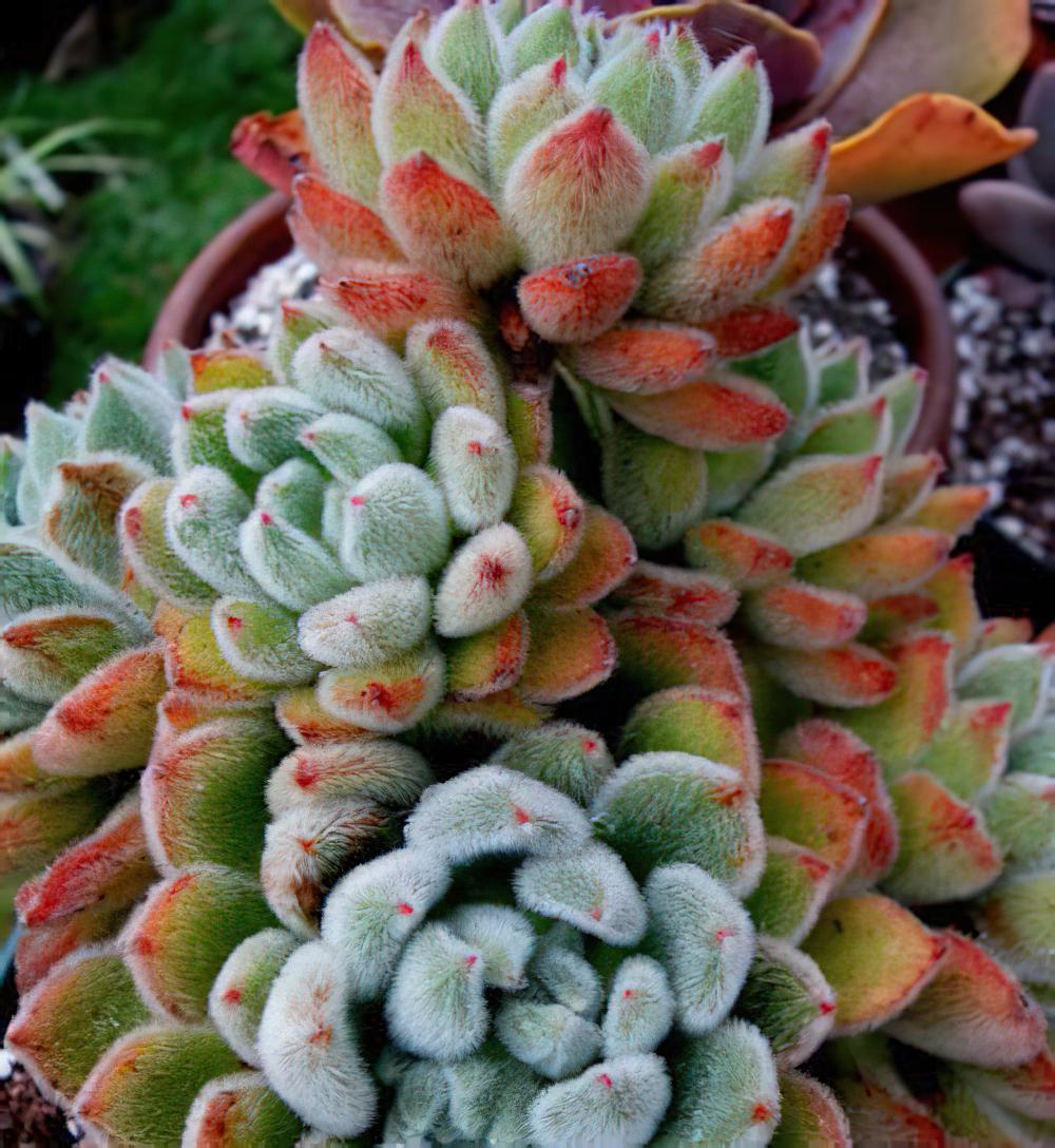 锦司晃 Echeveria setosaHybrid