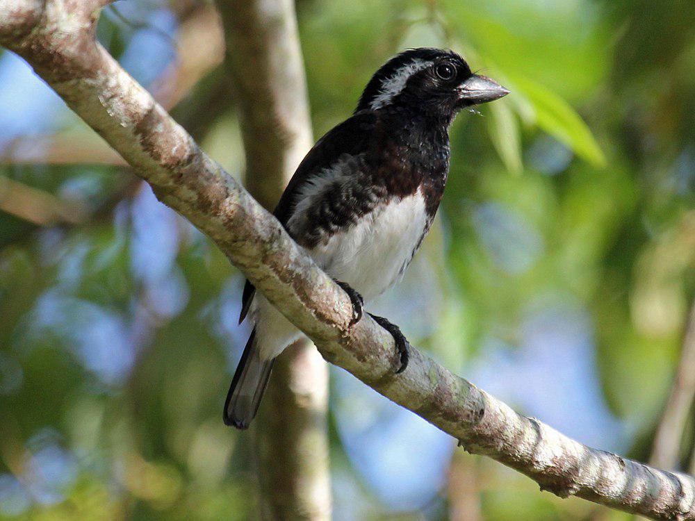 白耳拟䴕 / White-eared Barbet / Stactolaema leucotis