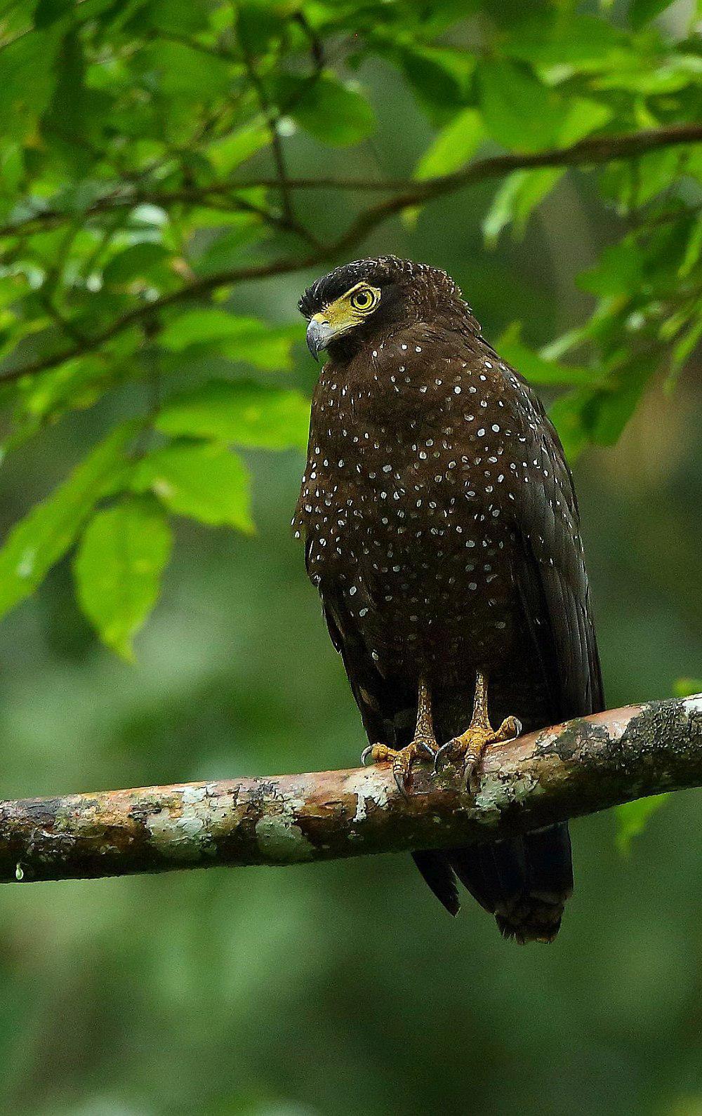 安达曼蛇雕 / Andaman Serpent Eagle / Spilornis elgini