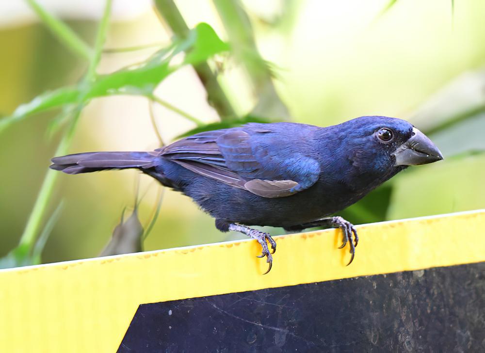 蓝黑草鹀 / Blue-black Grassquit / Volatinia jacarina