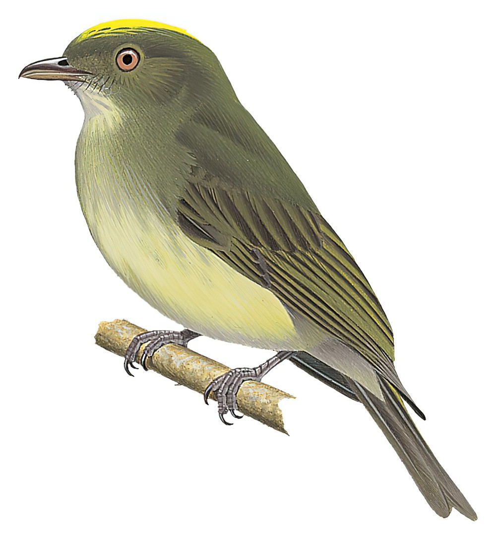 黄腹霸娇鹟 / Sulphur-bellied Tyrant-Manakin / Neopelma sulphureiventer