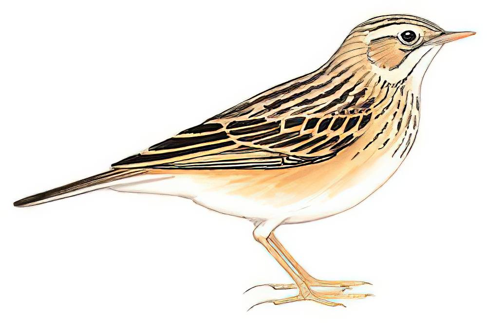 布氏鹨 / Blyth\'s Pipit / Anthus godlewskii