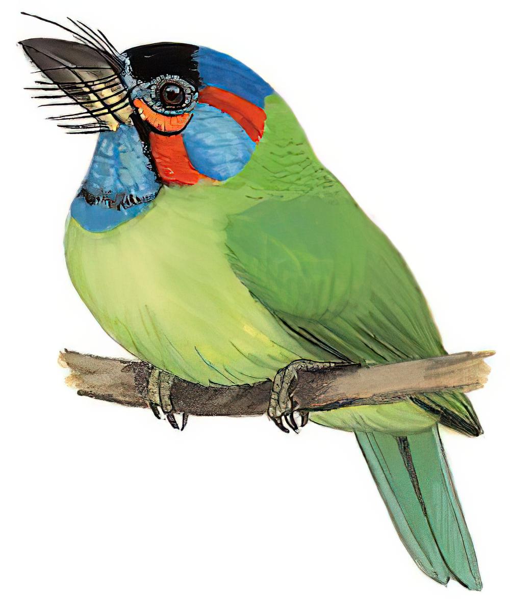 蓝耳拟啄木鸟 / Blue-eared Barbet / Psilopogon duvaucelii