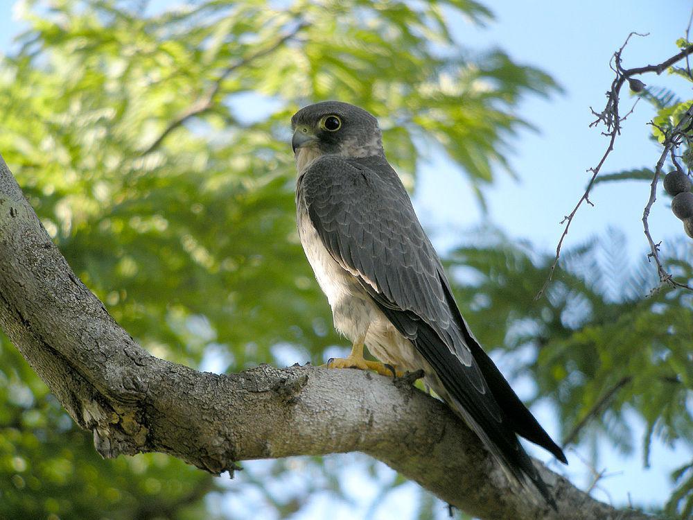 烟色隼 / Sooty Falcon / Falco concolor