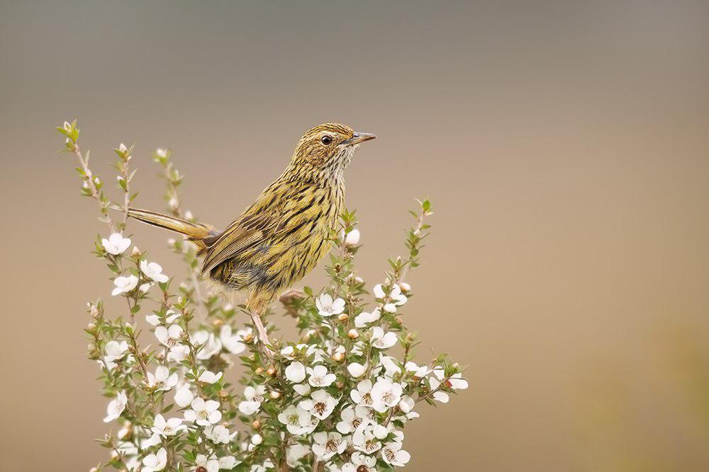 田刺莺 / Striated Fieldwren / Calamanthus fuliginosus