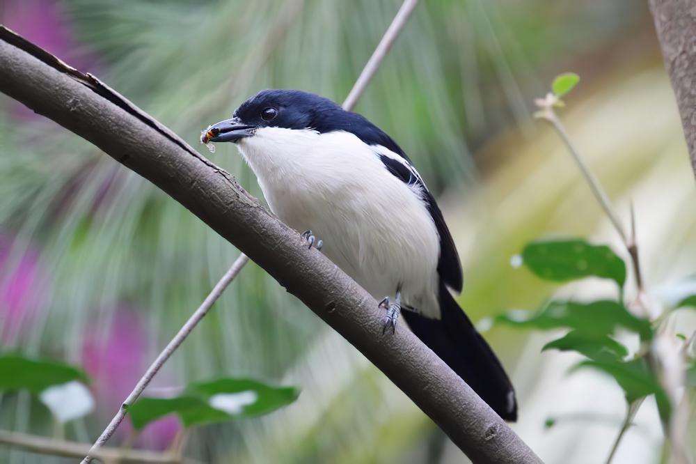 热带黑鵙 / Tropical Boubou / Laniarius major