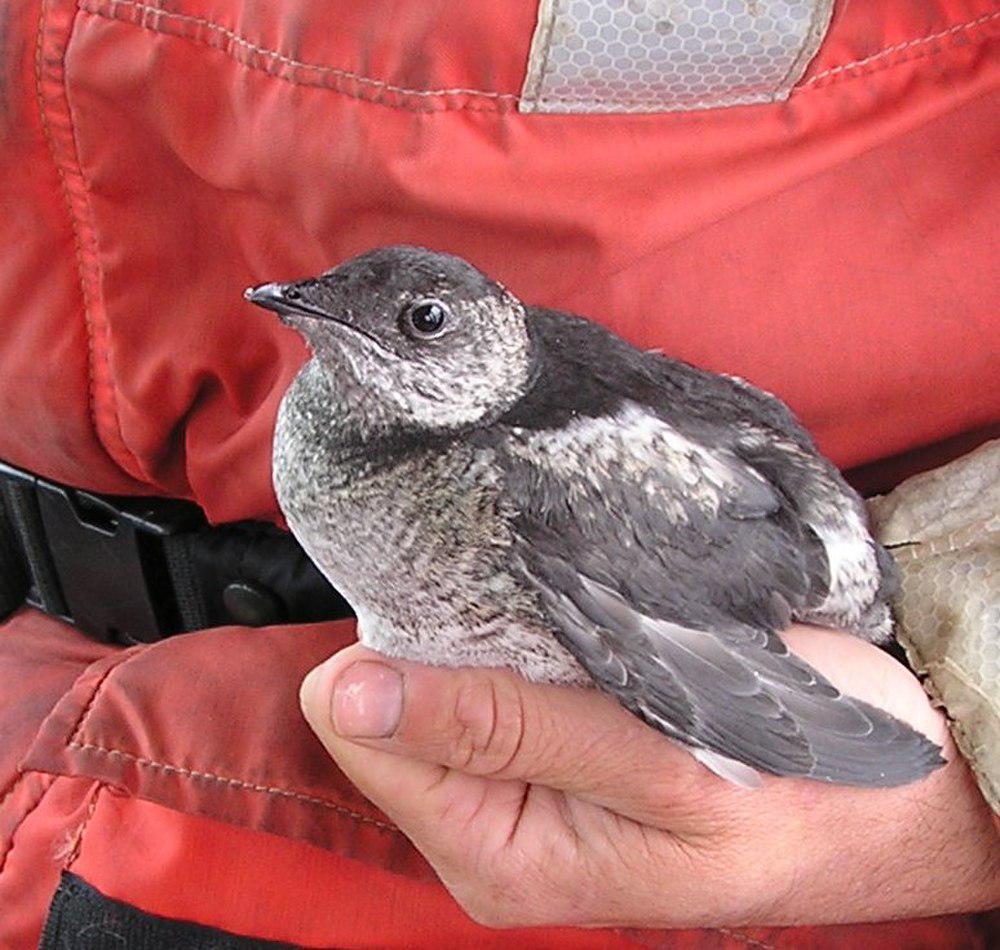 小嘴斑海雀 / Kittlitz\'s Murrelet / Brachyramphus brevirostris