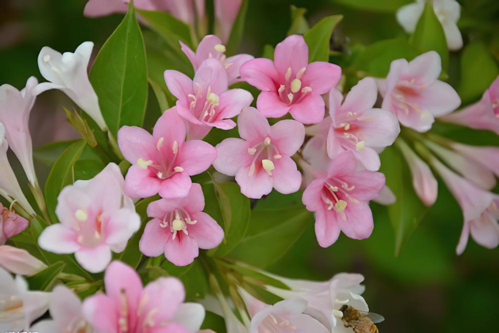 锦带花