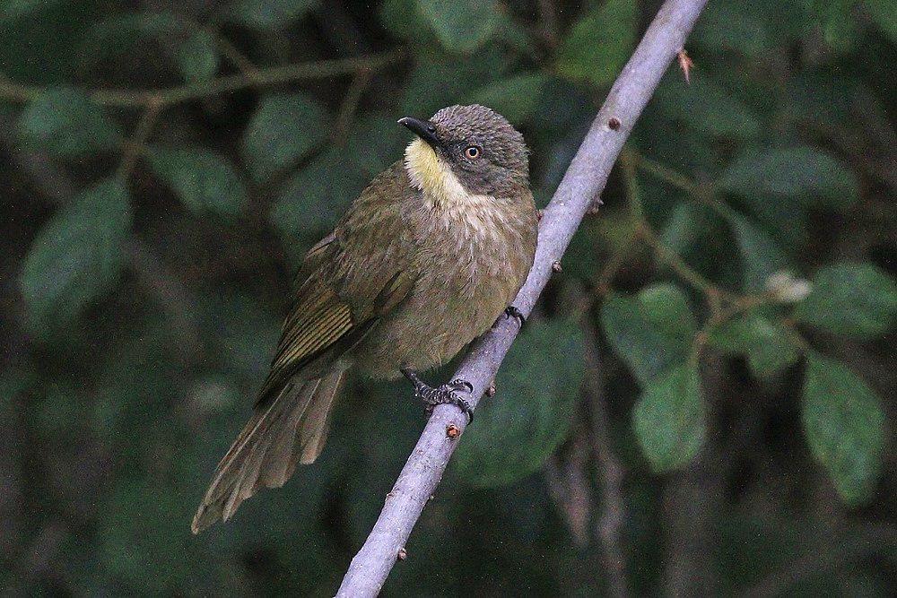 黄喉绿鸫鹎 / Yellow-throated Leaflove / Atimastillas flavicollis