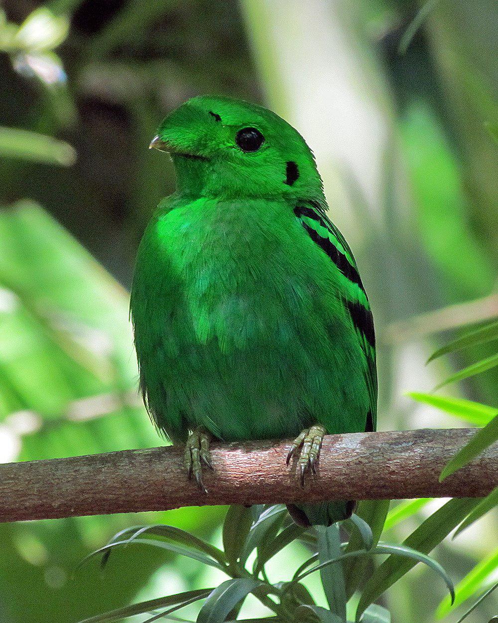 绿阔嘴鸟 / Green Broadbill / Calyptomena viridis