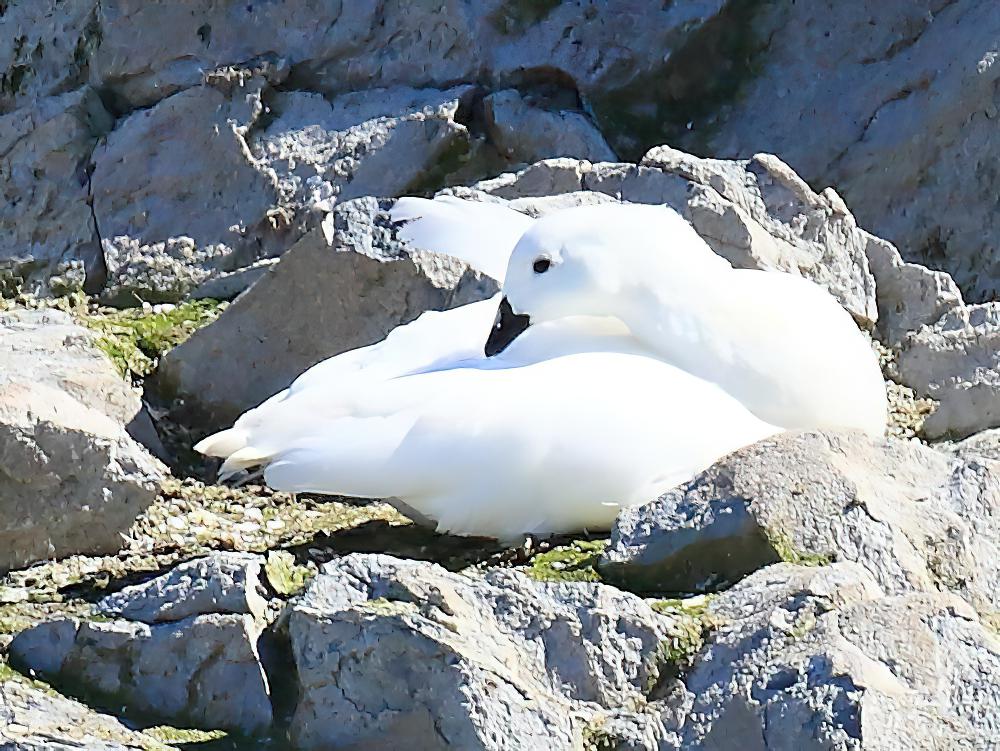 白草雁 / Kelp Goose / Chloephaga hybrida