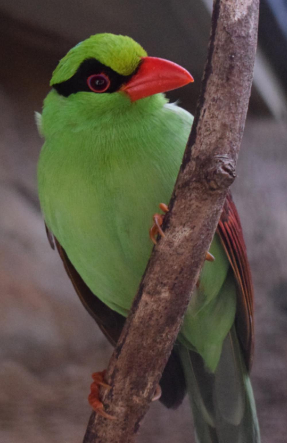 短尾绿鹊 / Javan Green Magpie / Cissa thalassina