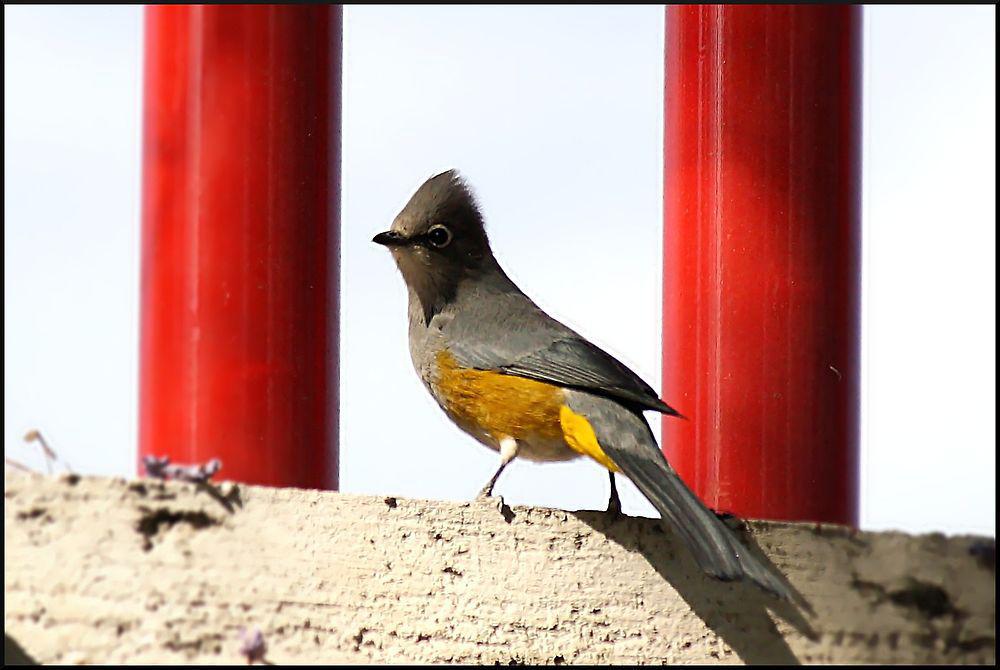 灰丝鹟 / Grey Silky-flycatcher / Ptiliogonys cinereus