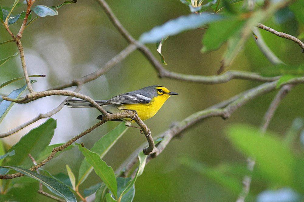 圣岛林莺 / St. Lucia Warbler / Setophaga delicata