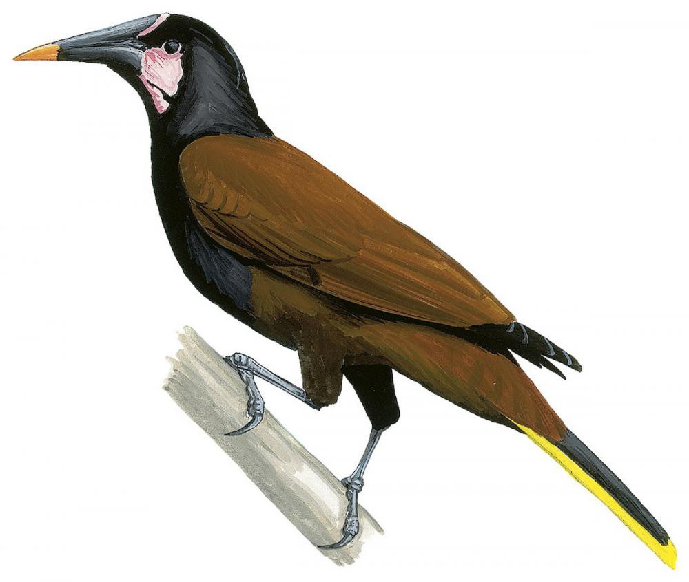 栗背拟椋鸟 / Baudo Oropendola / Psarocolius cassini