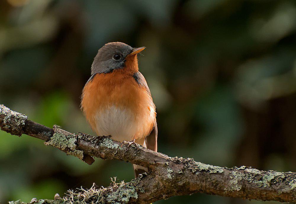 印巴姬鹟 / Kashmir Flycatcher / Ficedula subrubra