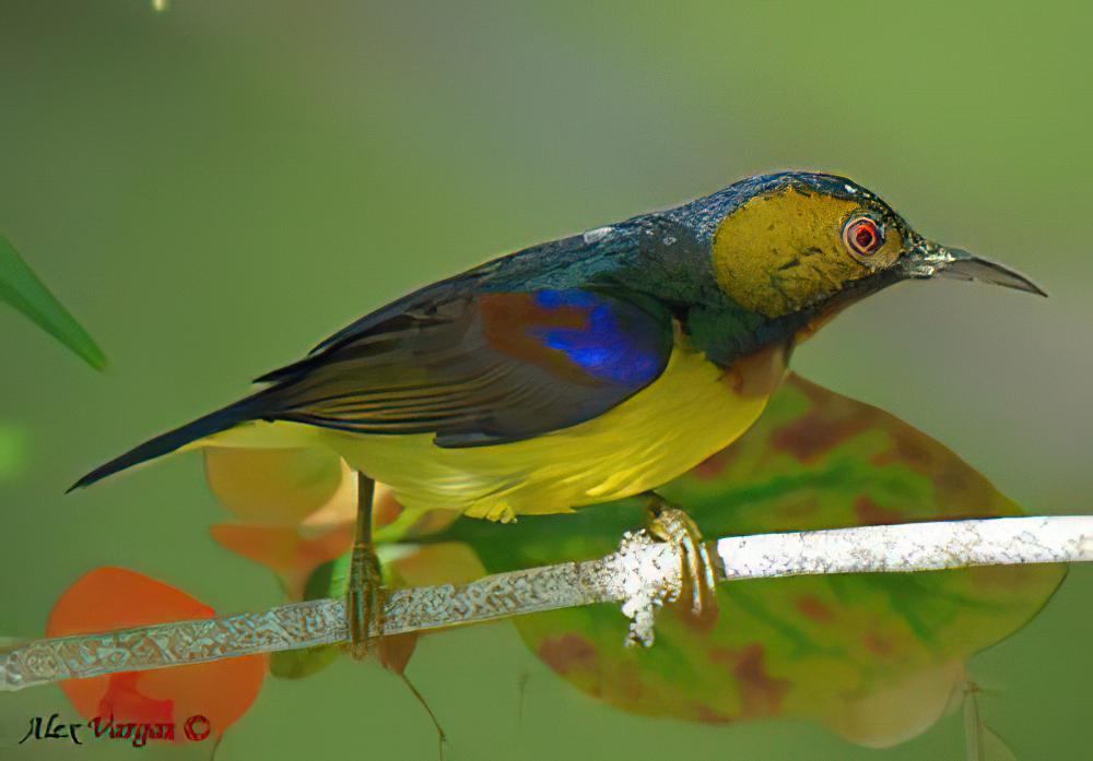 褐喉食蜜鸟 / Brown-throated Sunbird / Anthreptes malacensis