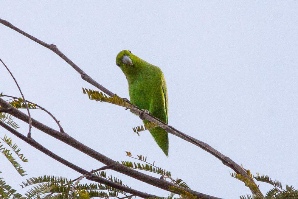 蓝腰鹦哥 / Mexican Parrotlet / Forpus cyanopygius