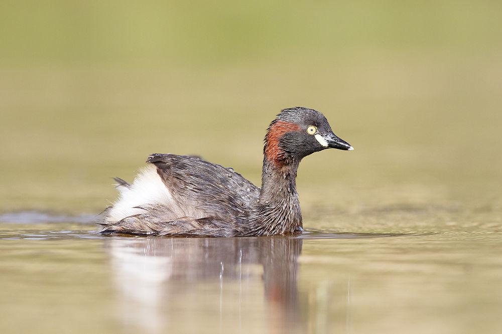 黑喉小䴙䴘 / Australasian Grebe / Tachybaptus novaehollandiae