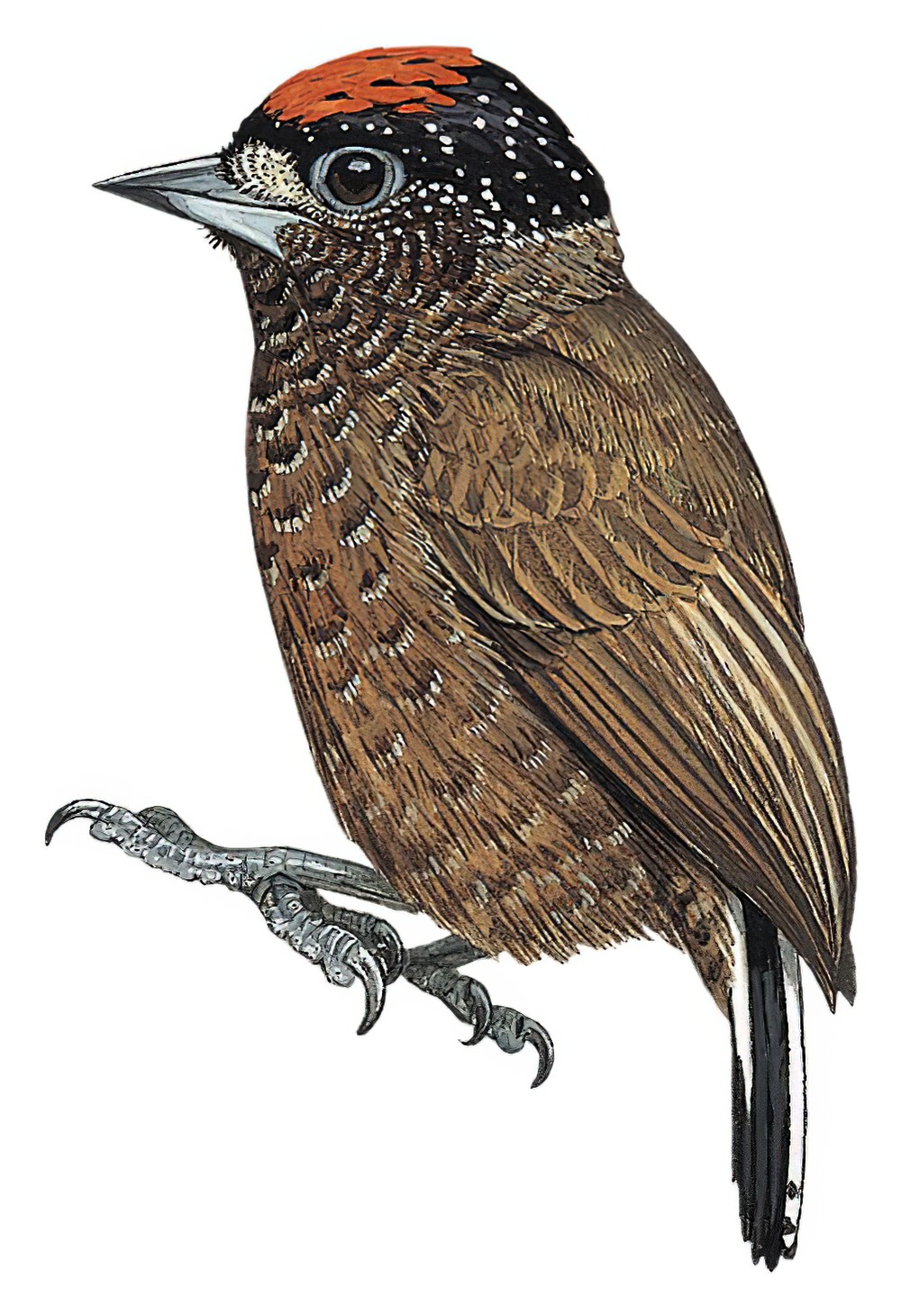 巴西姬啄木鸟 / Varzea Piculet / Picumnus varzeae