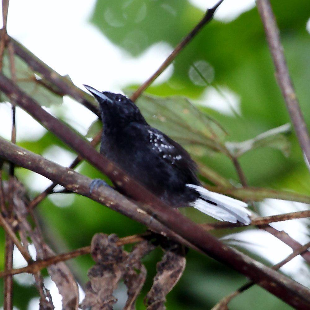 斑翅蚁鹩 / Dot-winged Antwren / Microrhopias quixensis