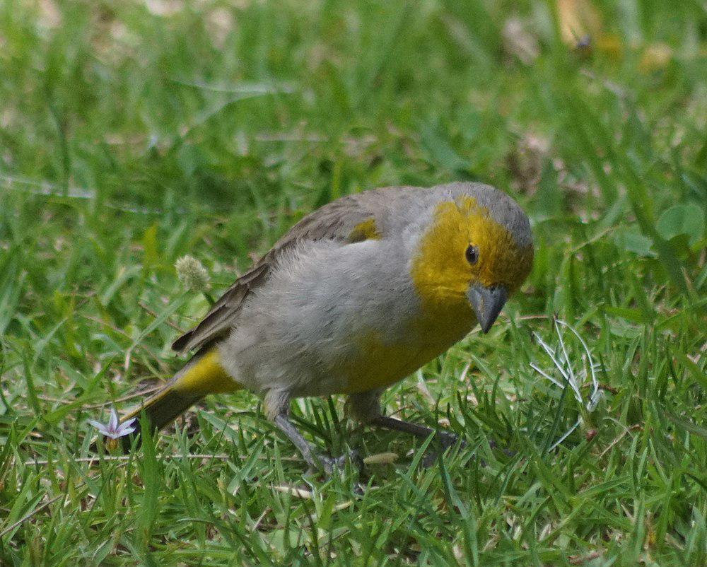 黄头黄雀鹀 / Citron-headed Yellow Finch / Sicalis luteocephala