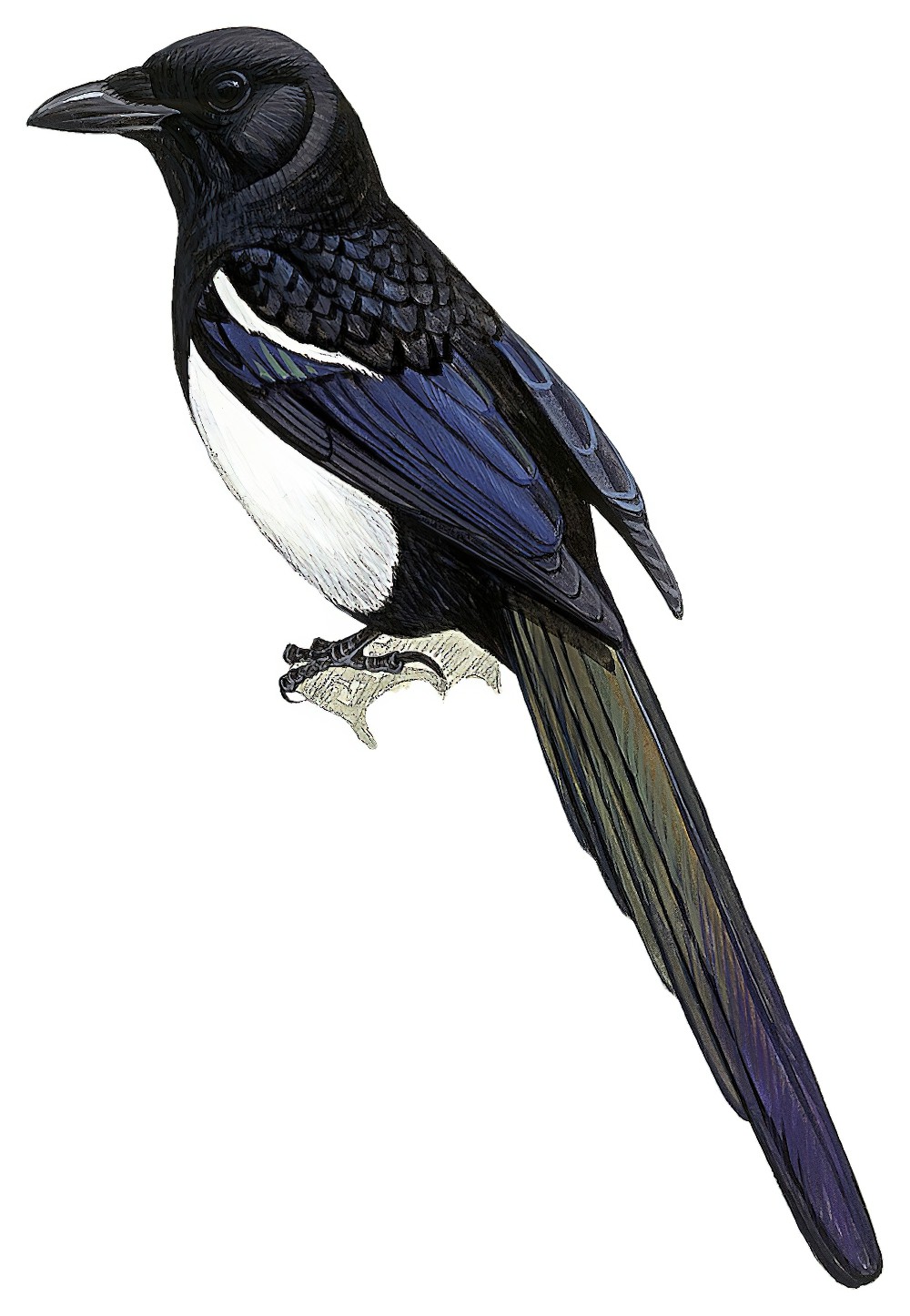 阿拉伯喜鹊 / Asir Magpie / Pica asirensis