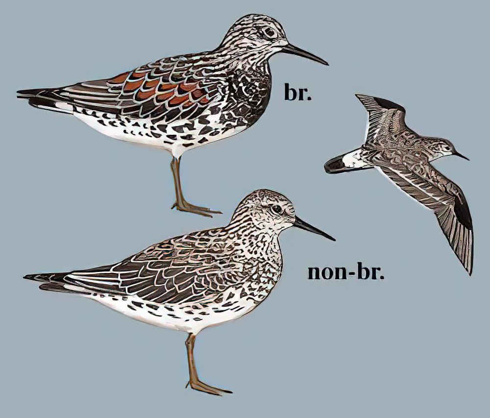 大滨鹬 / Great Knot / Calidris tenuirostris