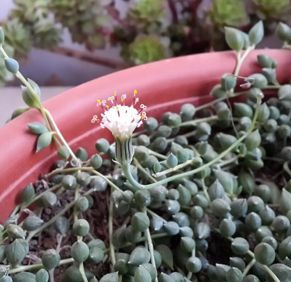 情人泪Senecio rowleyanus