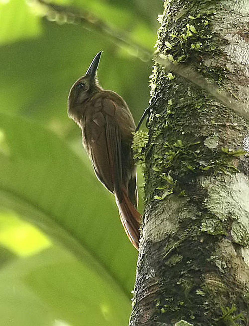 纯褐䴕雀 / Plain-brown Woodcreeper / Dendrocincla fuliginosa