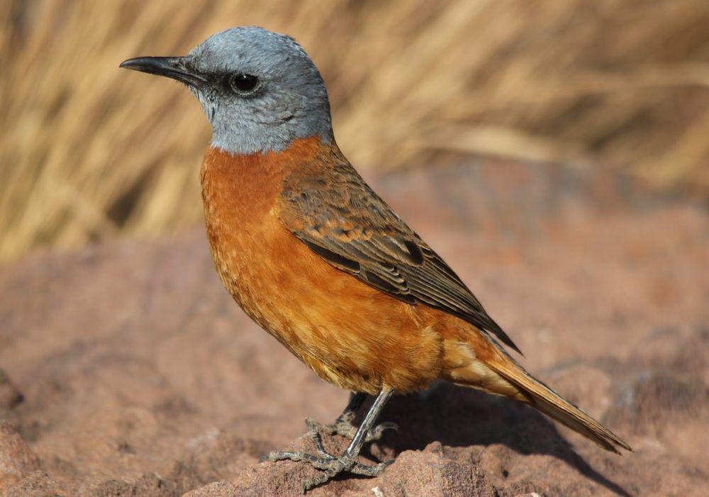 南非矶鸫 / Cape Rock Thrush / Monticola rupestris