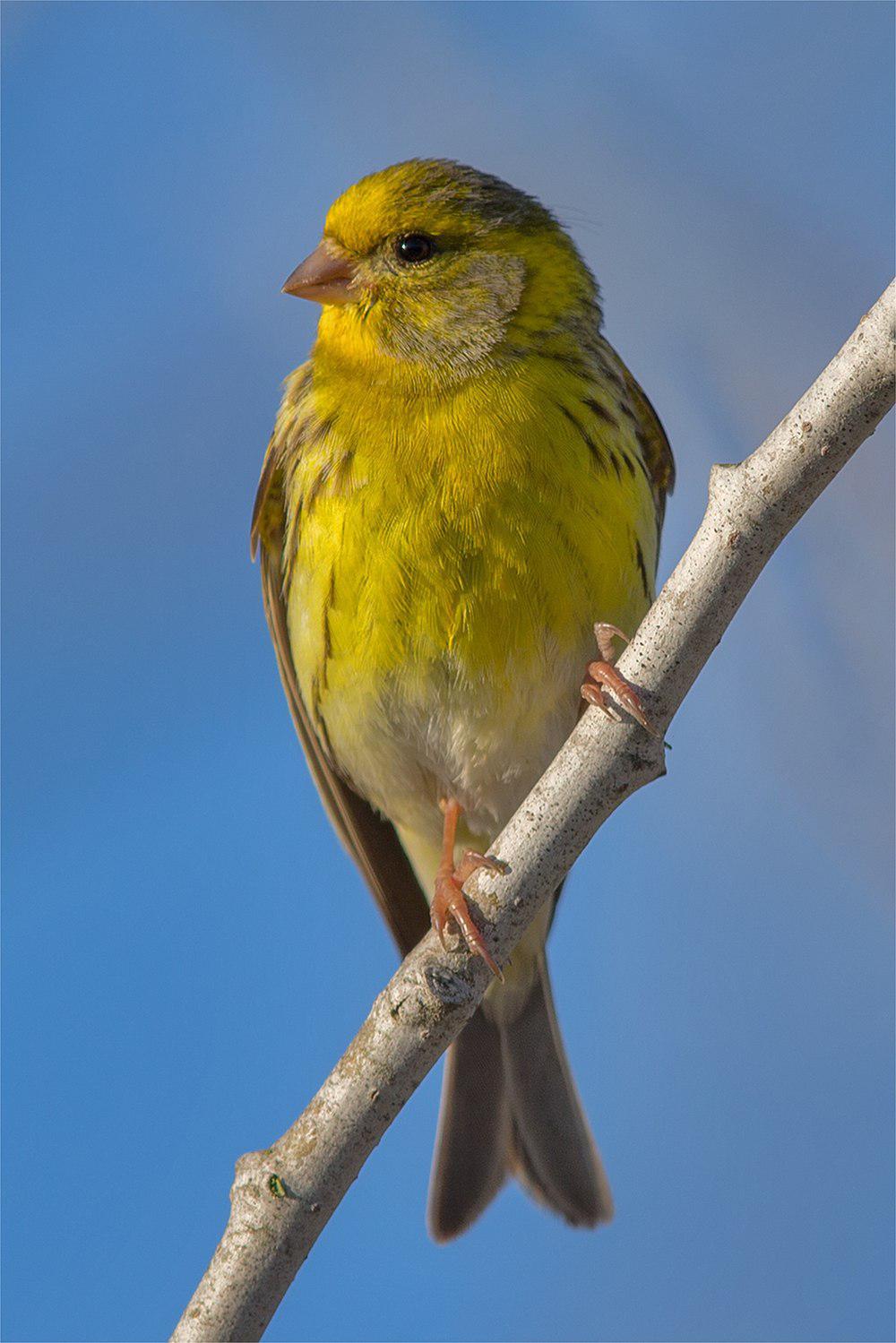 欧洲丝雀 / European Serin / Serinus serinus