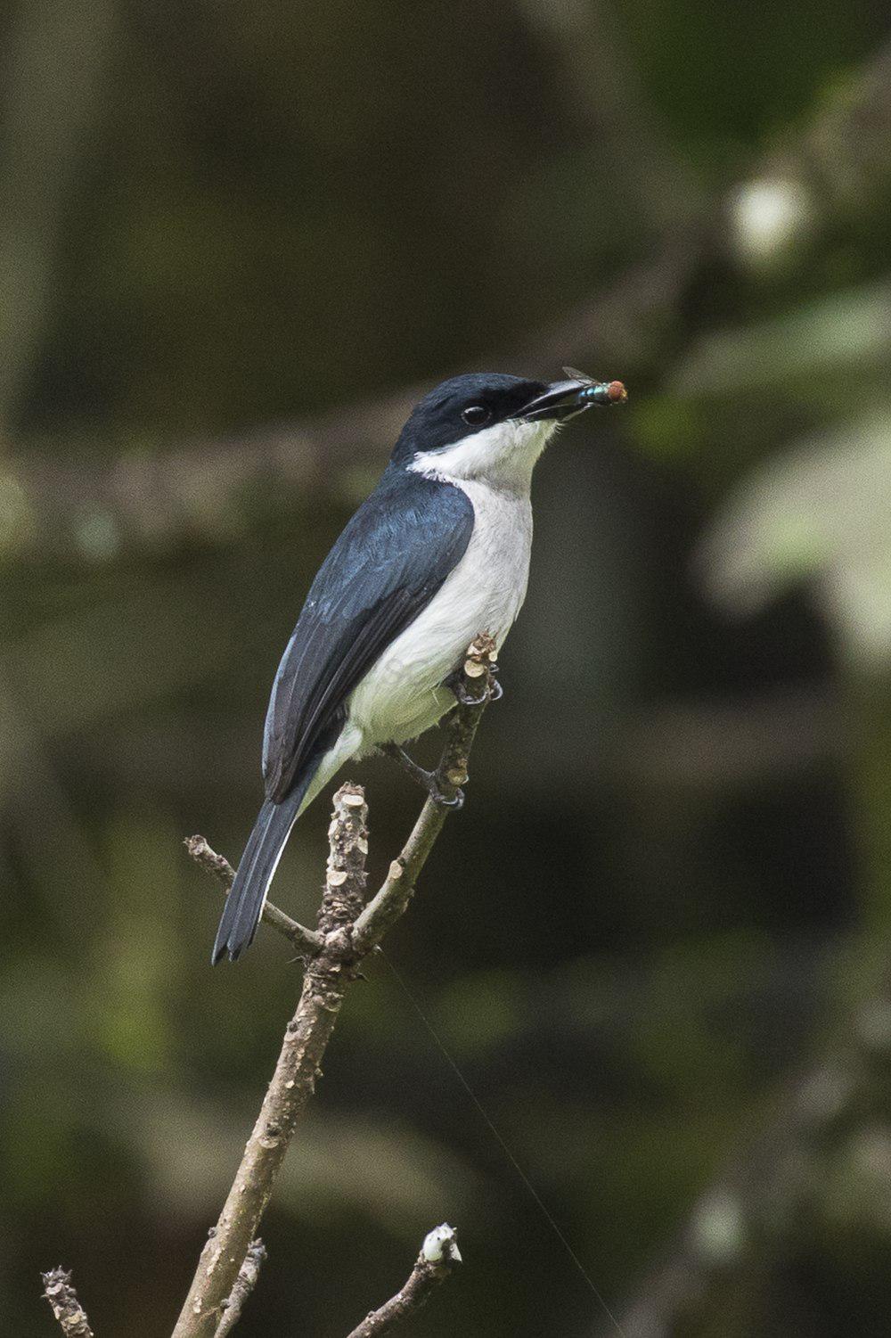 黑翅鹟鵙 / Black-winged Flycatcher-shrike / Hemipus hirundinaceus