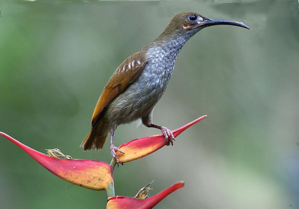 裸脸捕蛛鸟 / Naked-faced Spiderhunter / Arachnothera clarae