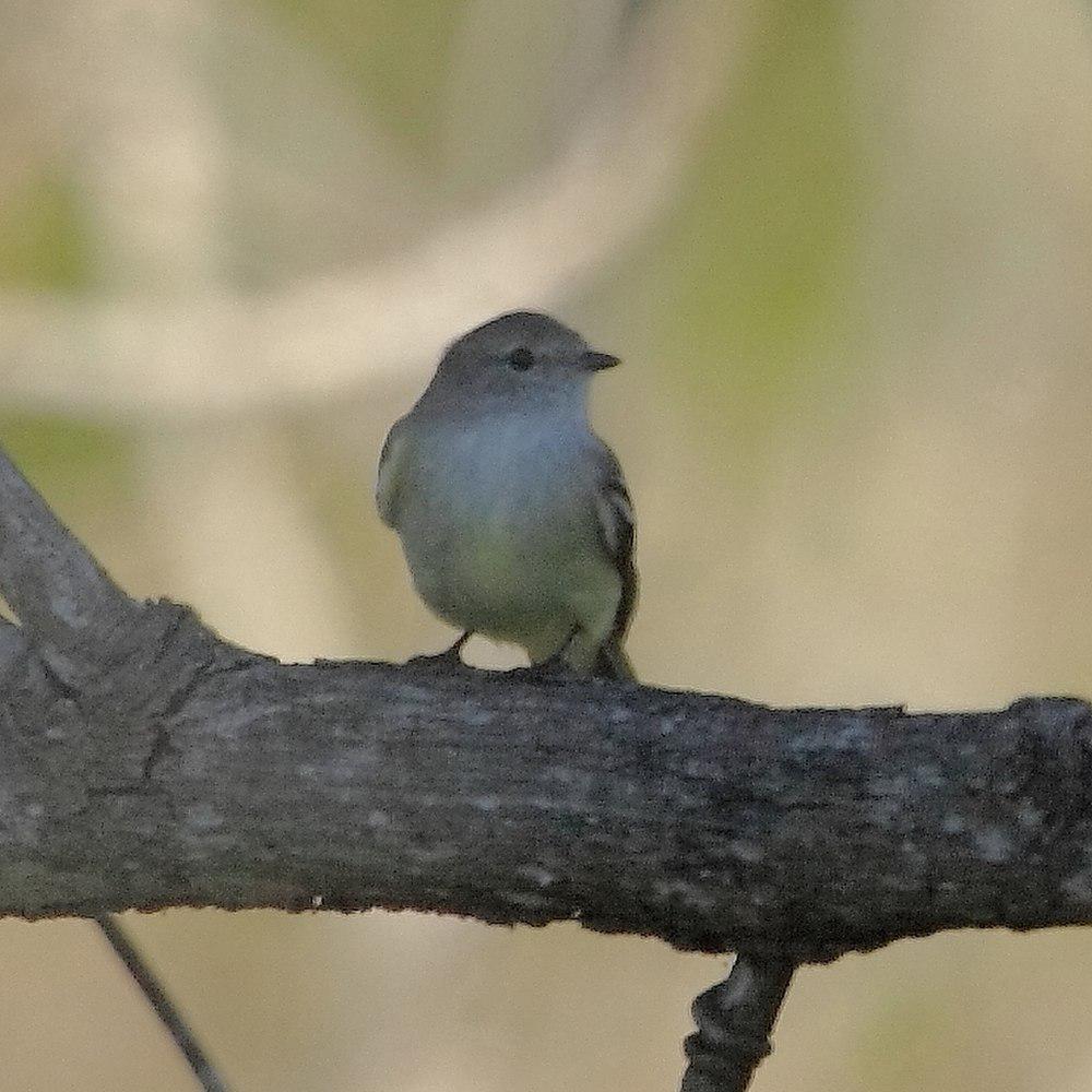 南灌丛霸鹟 / Southern Scrub Flycatcher / Sublegatus modestus