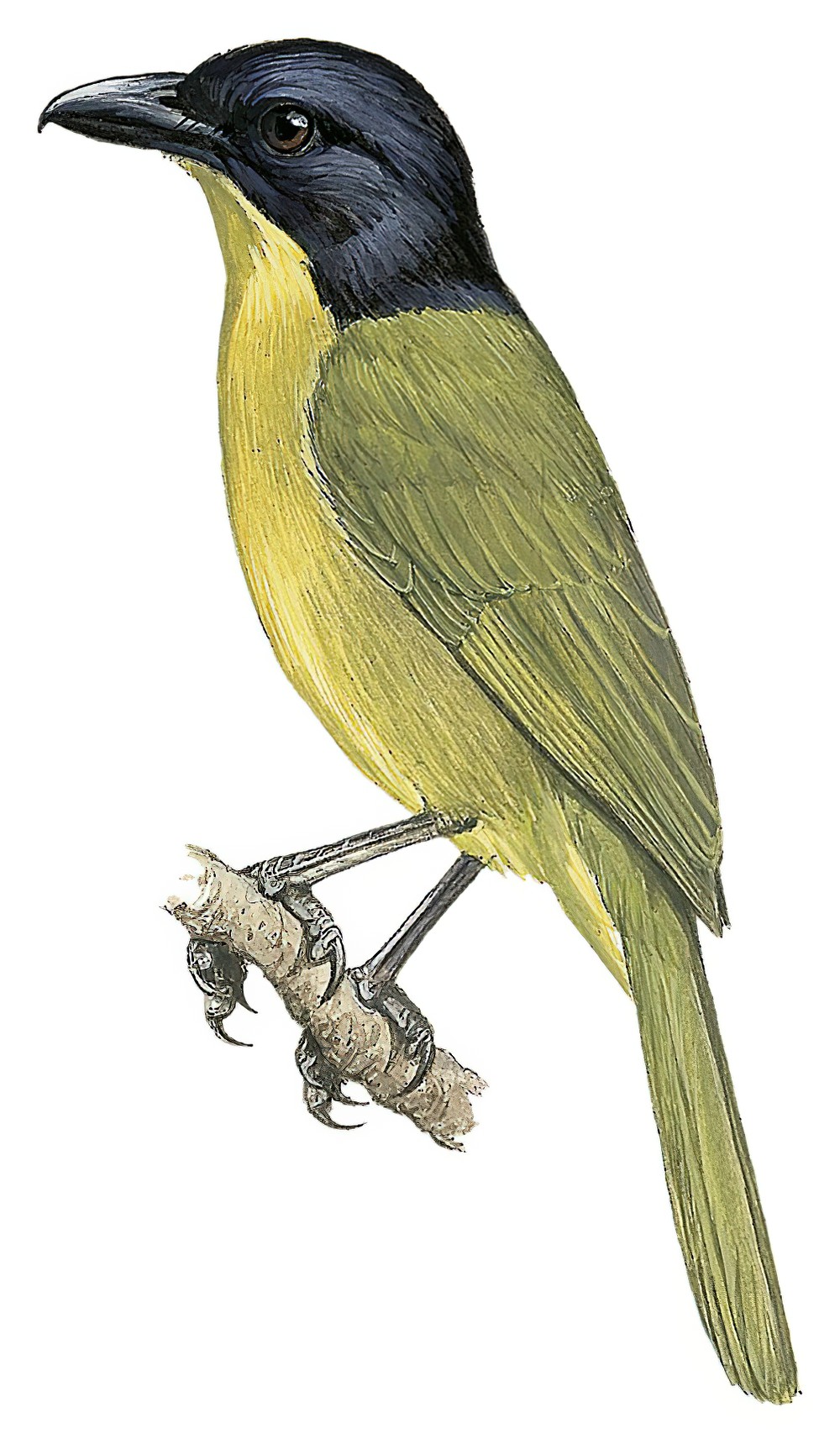 黑顶丛鵙 / Uluguru Bushshrike / Malaconotus alius